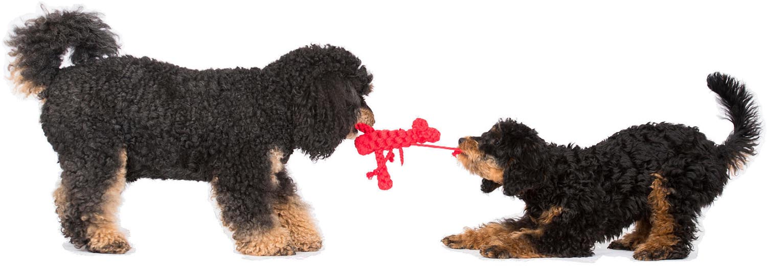 Hugo Hummer Jr. von Laboni: Hochwertiges, vielseitiges Hundespielzeug aus Baumwolle. Ideal zum Kauen, Apportieren und Kuscheln für alle Hunde.