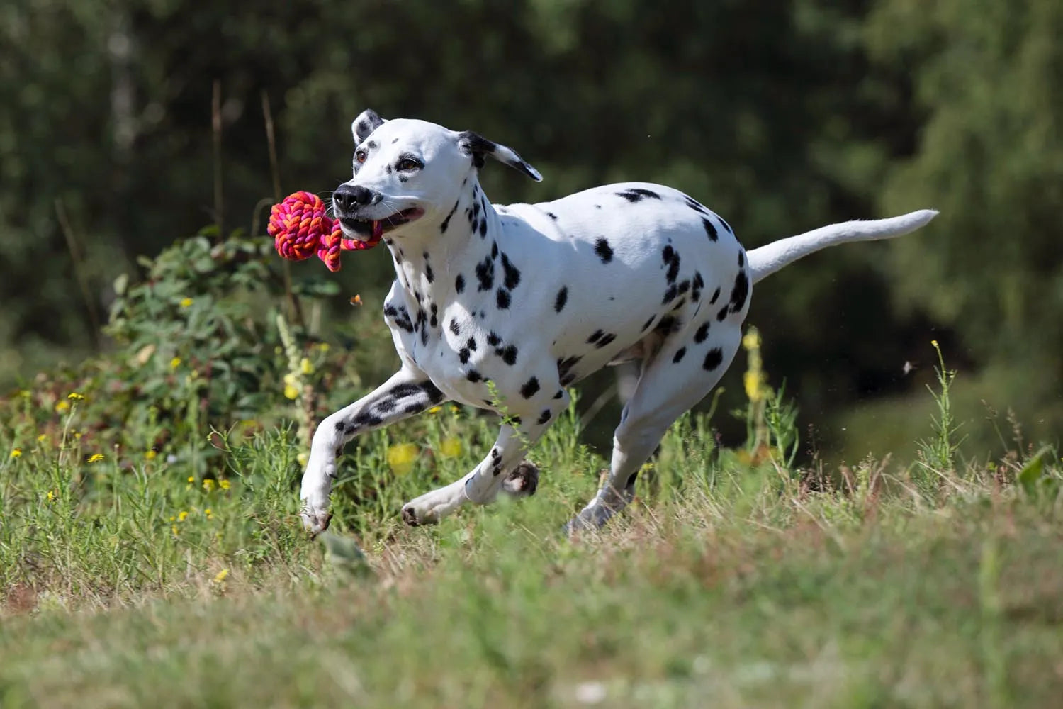 Laboni Schleuderball Maxi: Perfektes Spielzeug für große Hunde!