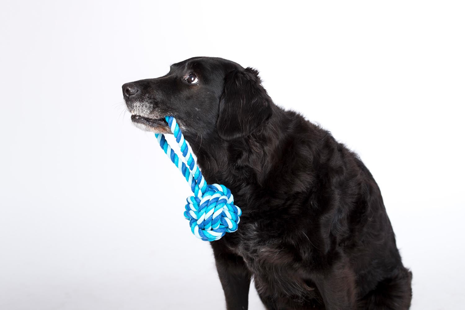 Der LABONI Schleuderball Maxi in Rot ist das perfekte Spielzeug für große Hunde. Hergestellt aus langlebiger Baumwolle, fördert er Spiel und Bewegung.