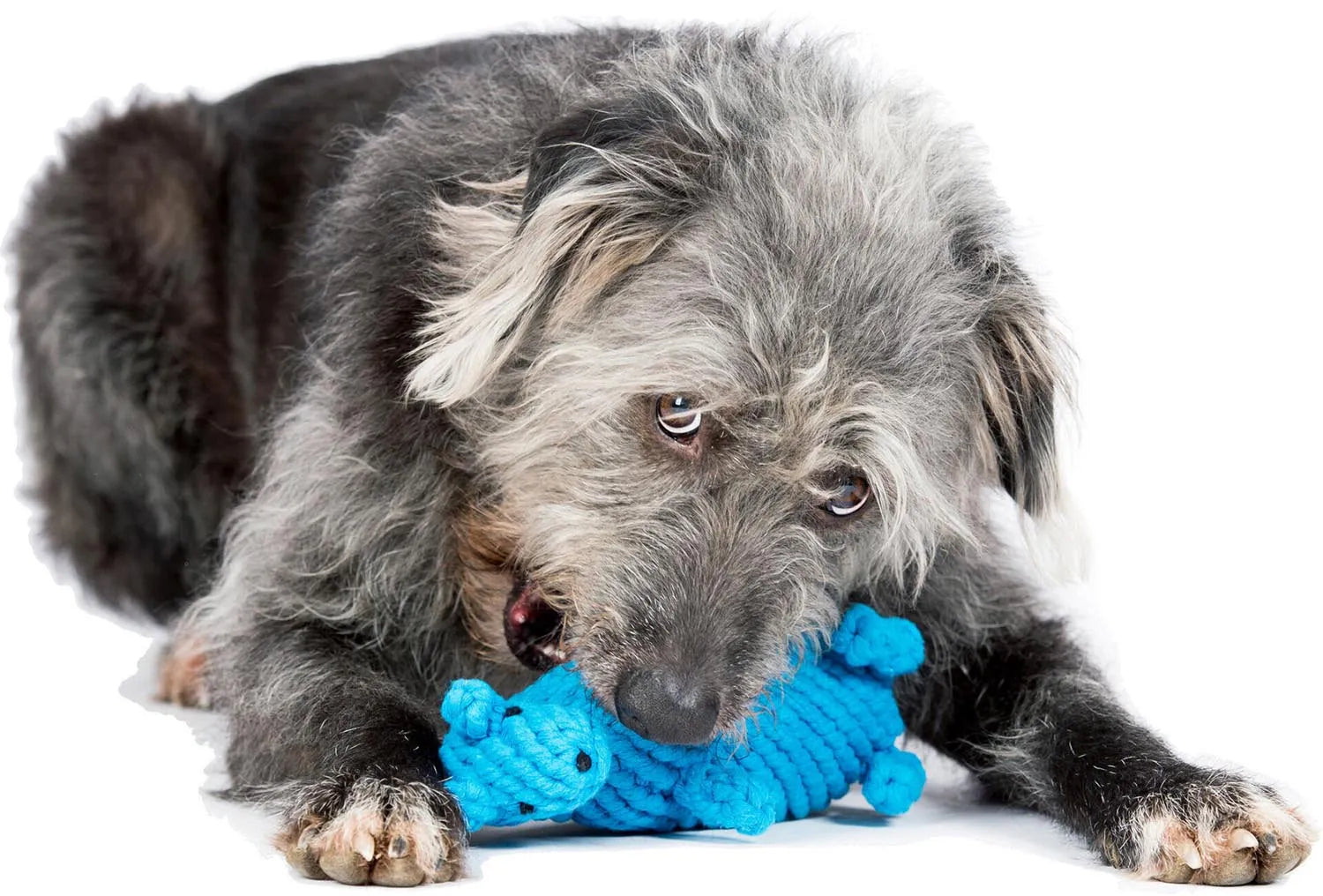 Kurt Känguru: Langlebiges Hundespielzeug für stundenlangen Spaß.