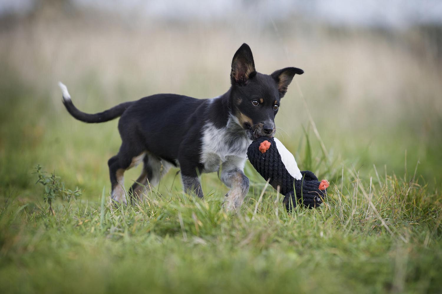 Spielzeug Poldi Pinguin in  präsentiert im Onlineshop von KAQTU Design AG. Hundebedarf ist von Laboni