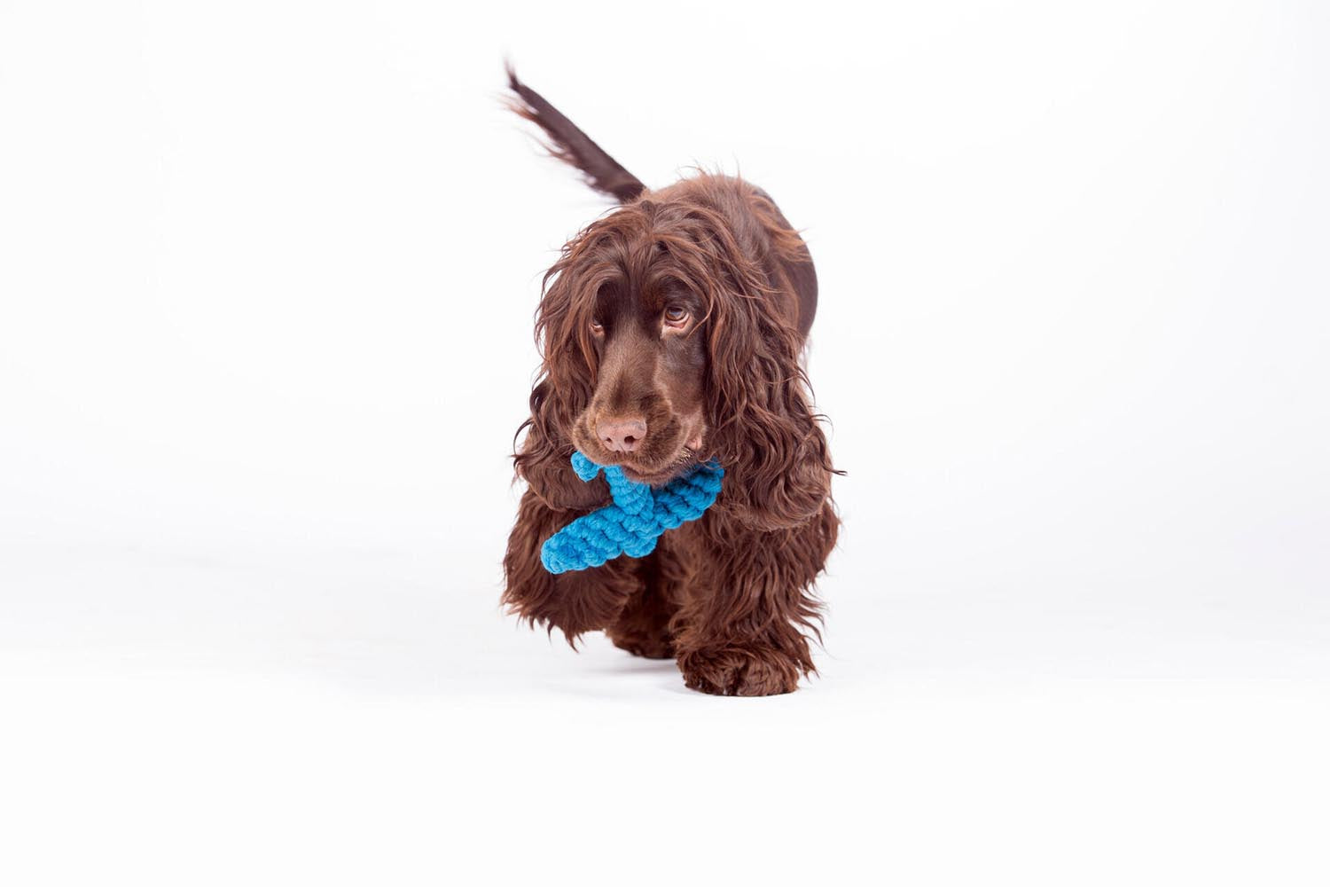 Das LABONI Angela Anker Spielzeug aus hochwertiger Baumwolle vereint Stil und Funktionalität. Perfekt für aktive Hunde und ein echter Hingucker!
