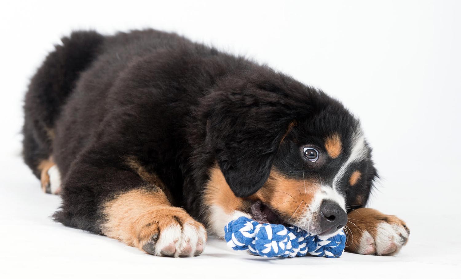 Das LABONI Bonnie Bone ist ein robustes und sicheres Hundespielzeug aus natürlicher Baumwolle. Perfekt für aktive Spiele und zur Stärkung der Bindung!