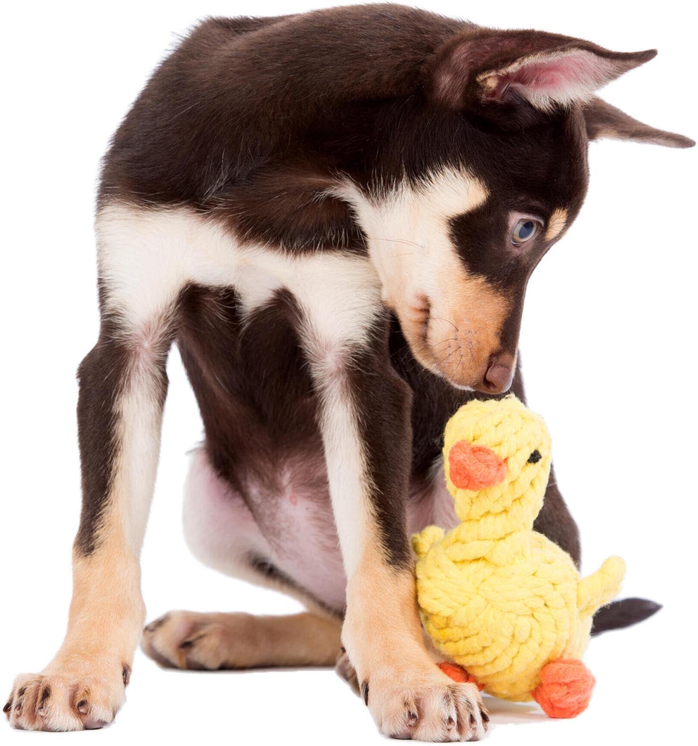 Die Emma Ente von Laboni: Hochwertiges Baumwollspielzeug für Hunde, robust, mit Quietscher und einfach zu reinigen. Fördert Spiel und Spaß!