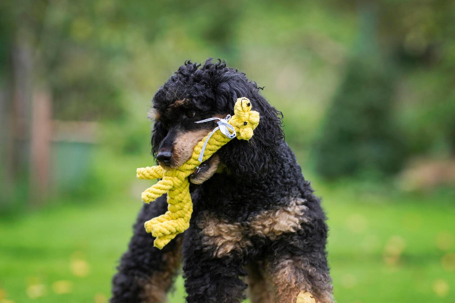 Die Gretchen Giraffe von Laboni ist ein robustes, aus 100% Baumwolle gefertigtes Hundespielzeug, das für Spaß und Zahngesundheit sorgt.