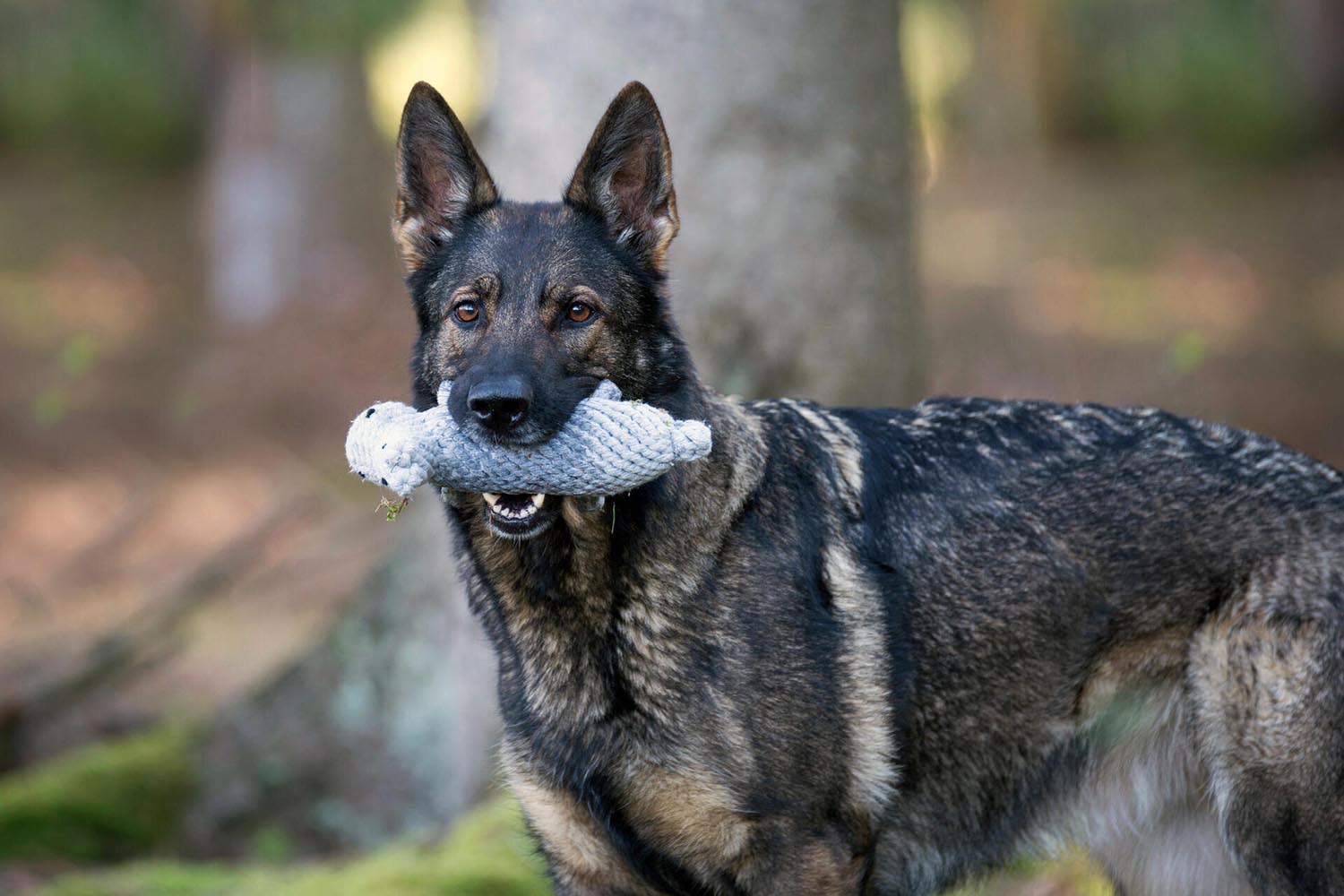 Spielzeug Nina Nilpferd in  präsentiert im Onlineshop von KAQTU Design AG. Hundebedarf ist von Laboni