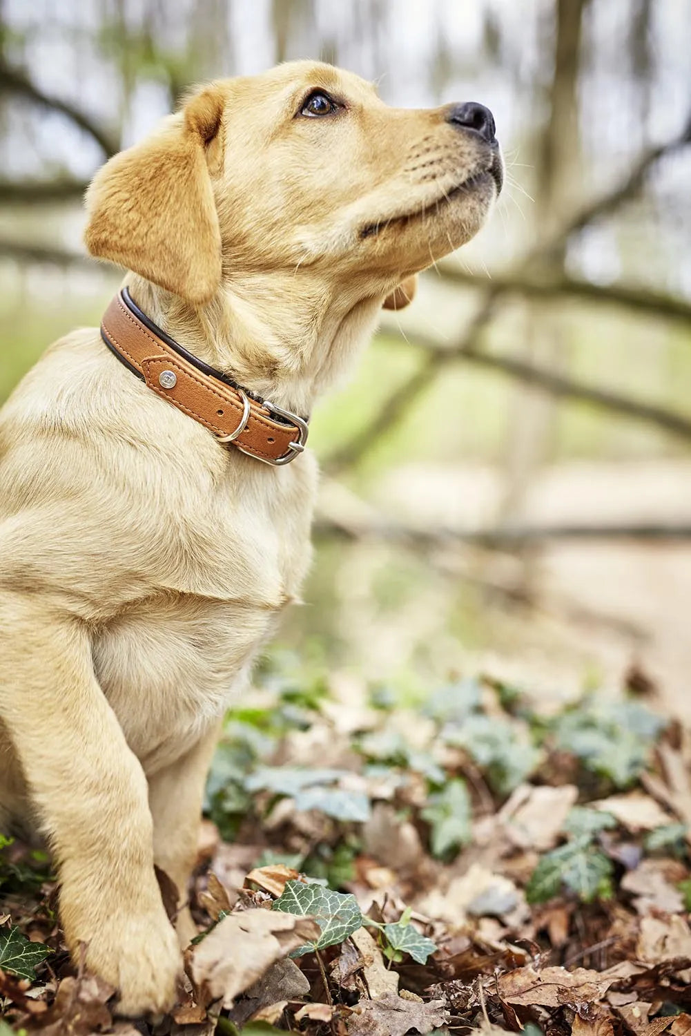 Elegantes Nappa Amici M Halsband von Laboni für mittlere Hunde.