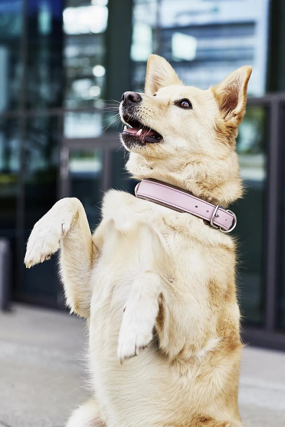 Luxuriöses Nappa-Halsband Amici S von Laboni für kleine Hunde.