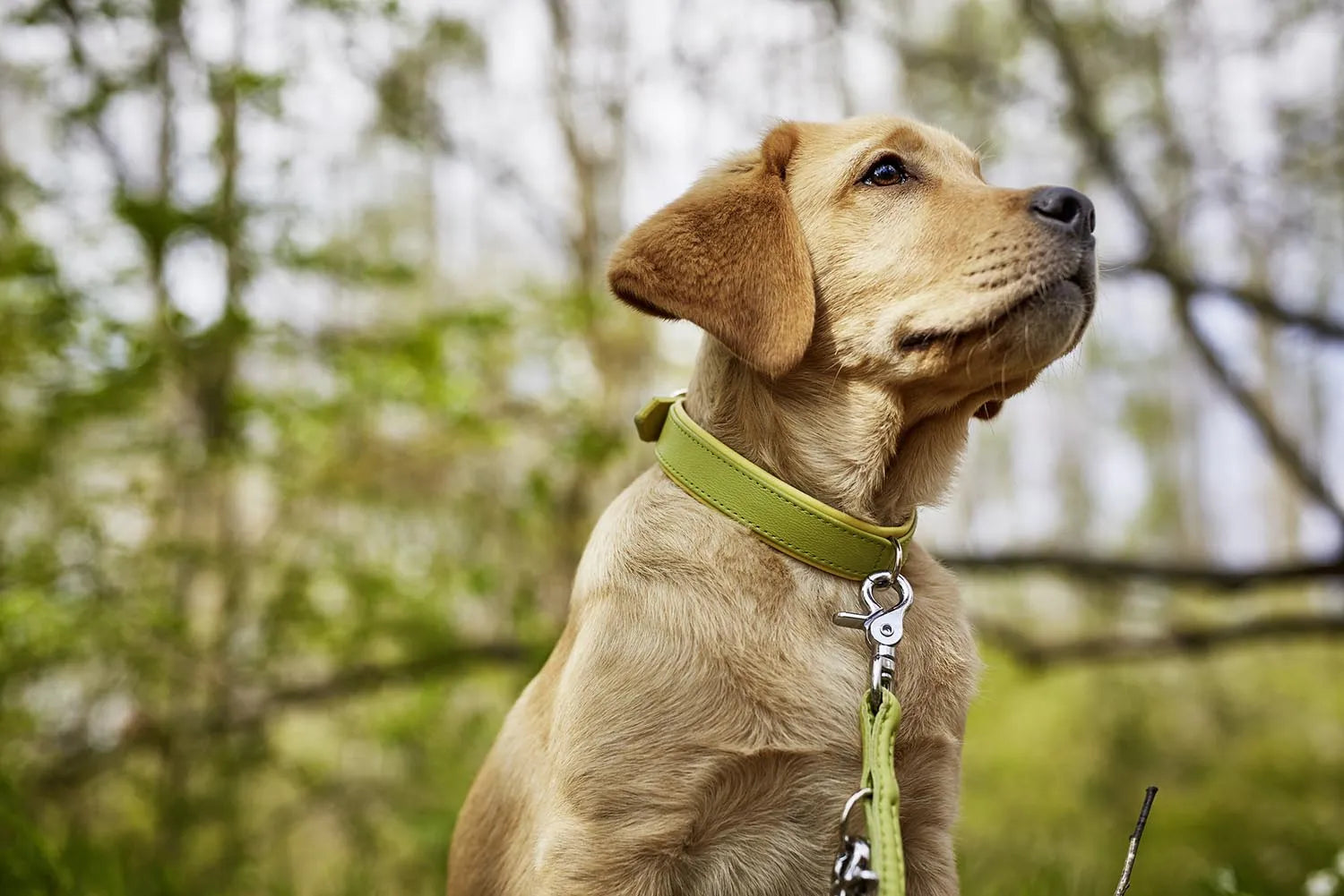 Elegantes Nappa Amici XL Halsband von Laboni für große Hunde.