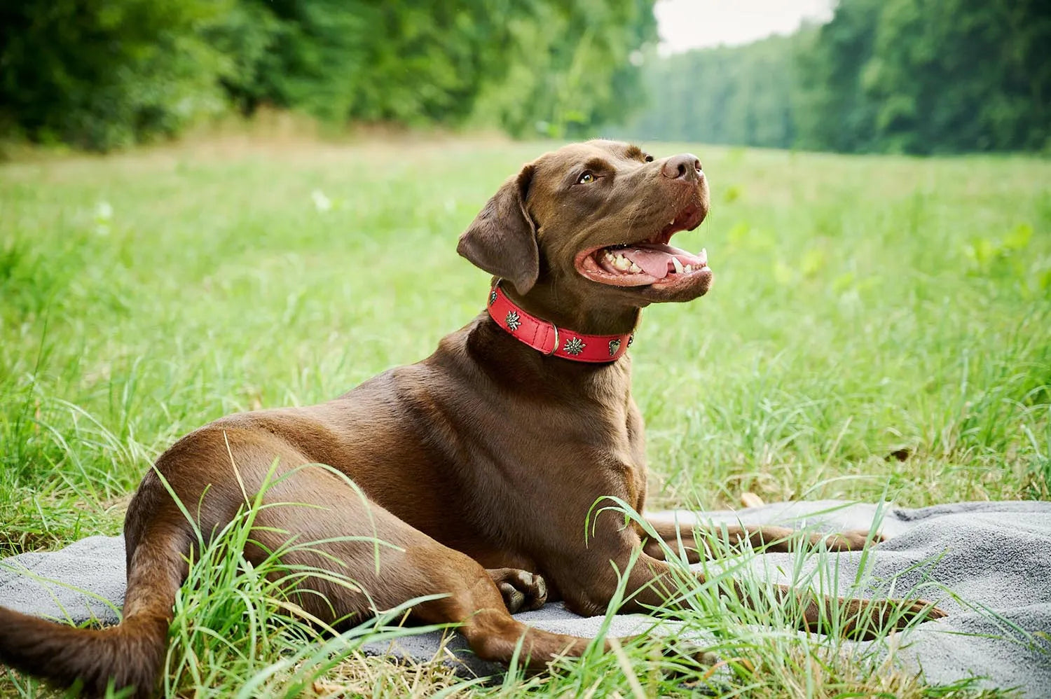 Elegantes XS Halsband mit Edelweiss von Laboni für kleine Hunde.