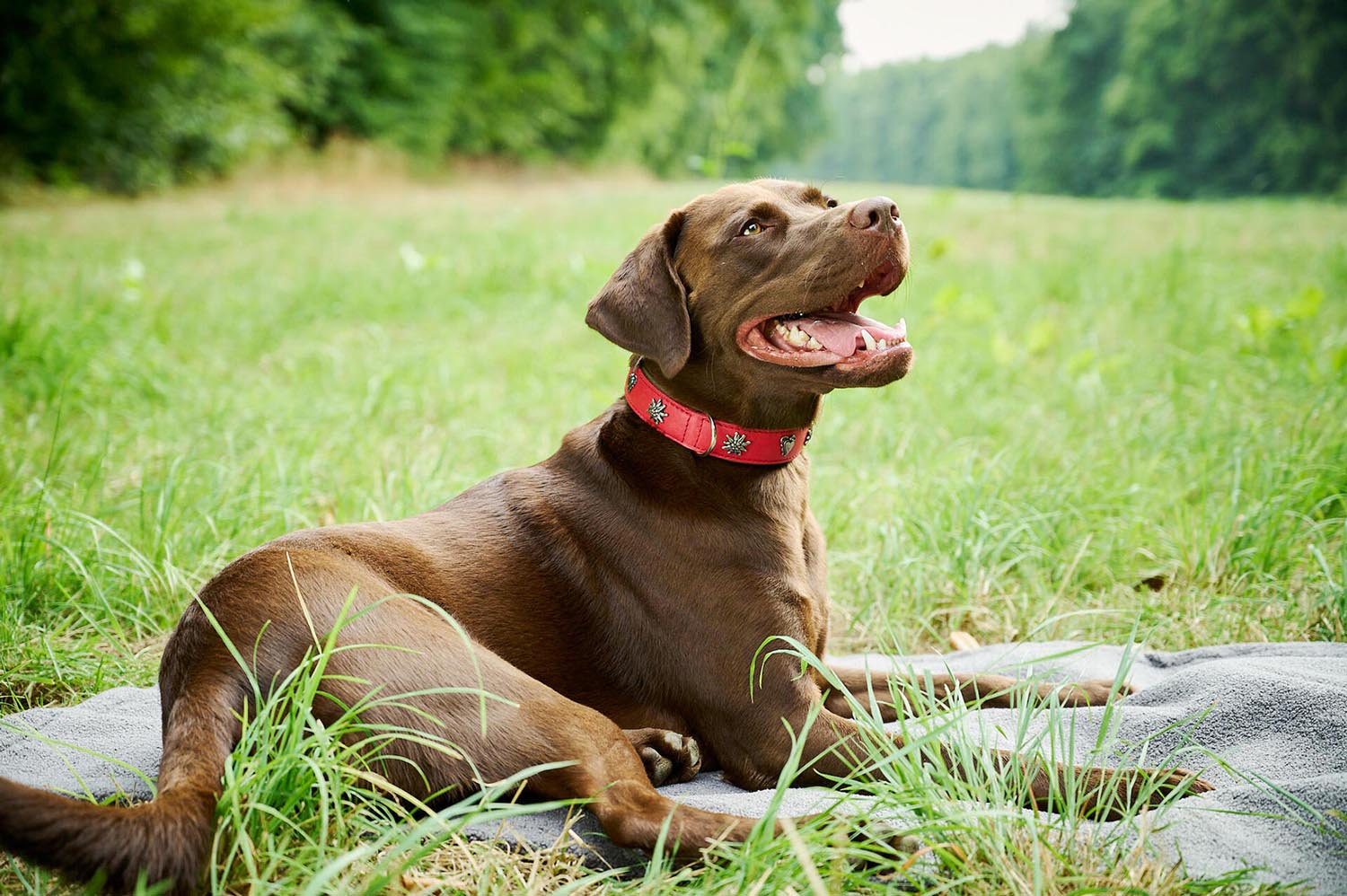 Verleihen Sie Ihrem Hund Stil mit dem LABONI Halsband Edelweiss XXL in rot-grün. Hochwertiges Leder, komfortabel und langlebig.