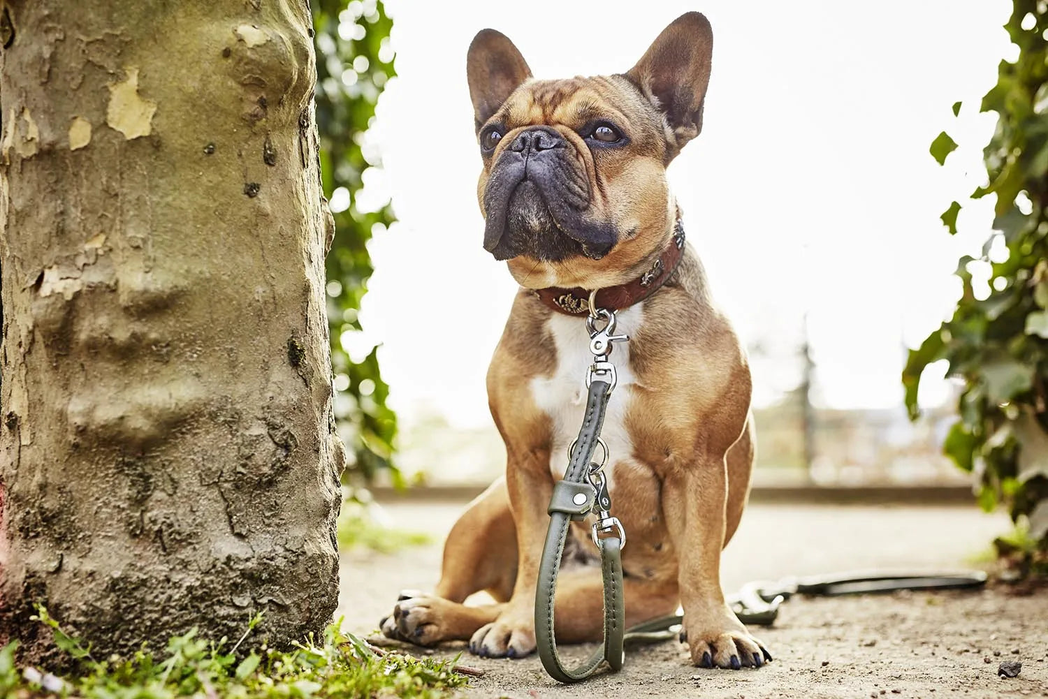 Rundleine Amici S: Eleganz trifft auf Langlebigkeit für Ihren Hund.