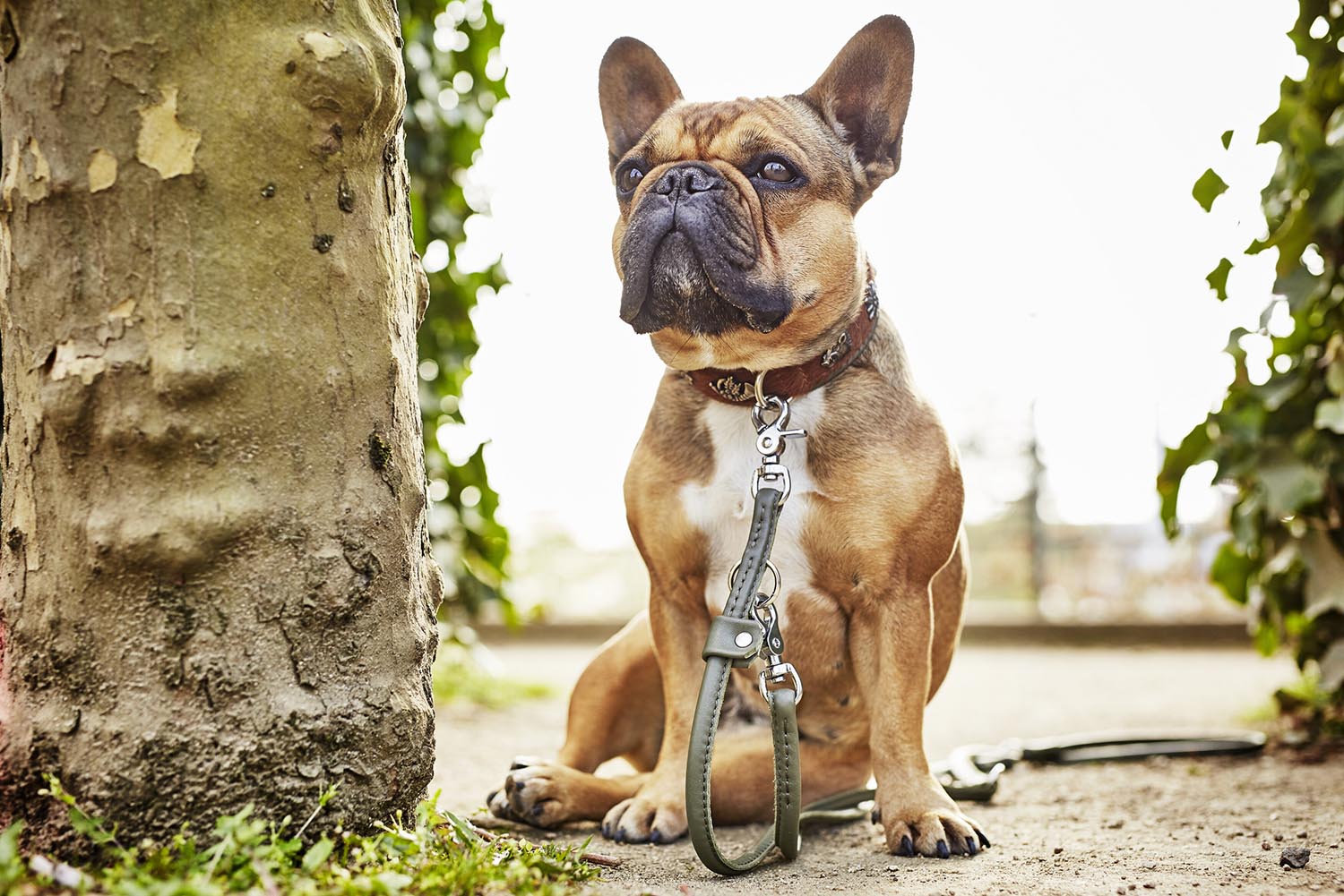 Die LABONI Rundleine Amici Cognac S bietet stilvolle Funktionalität und Haltbarkeit für entspannte Spaziergänge mit Ihrem Hund.