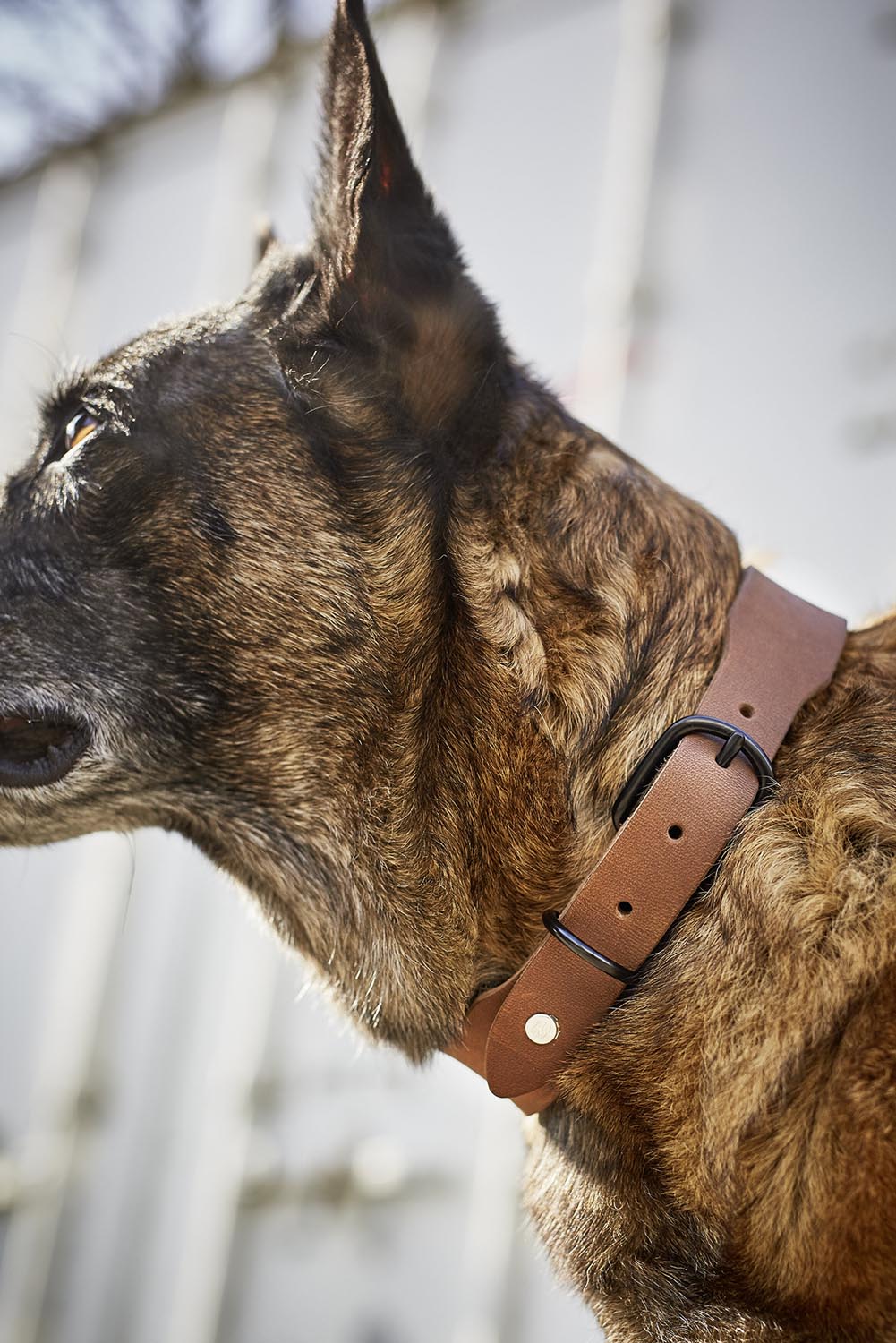 Entdecken Sie das LABONI Halsband Giro M in Mokka: Ein elegantes, handgefertigtes Lederhalsband, das Komfort und Stil vereint. Perfekt für aktive Hunde!