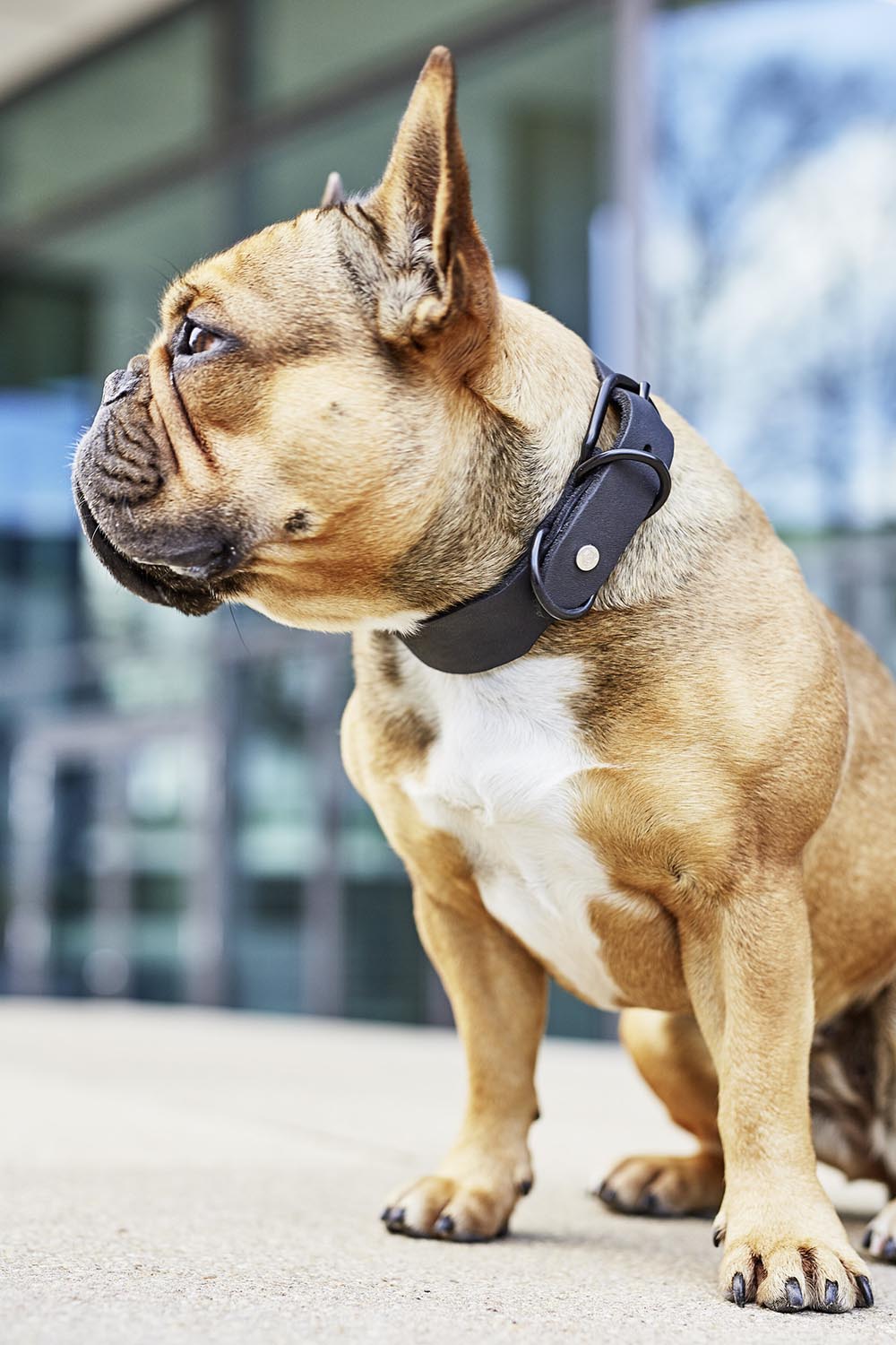 Das LABONI Giro Mokka XXL Halsband bietet großen Hunden höchsten Tragekomfort und elegantes Design. Robustes Nylon, individuelle Anpassung und Sicherheitsmerkmale machen es ideal.