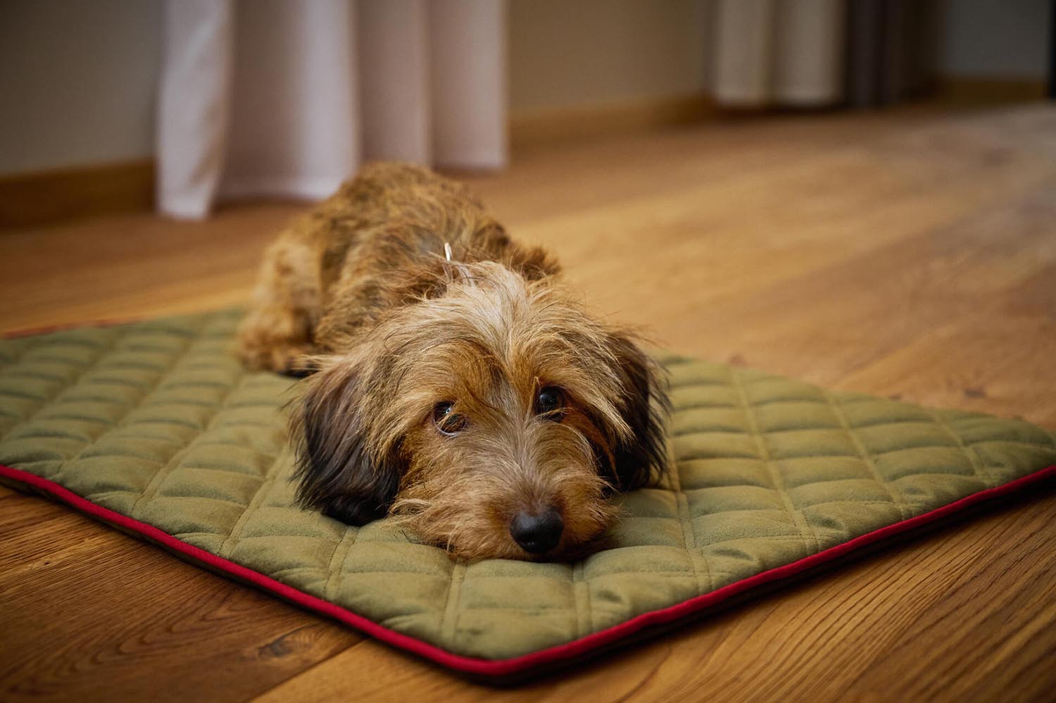 Entdecken Sie die elegante LABONI Decke Oxford Olive M für Hunde. Hochwertige, pflegeleichte Materialien bieten Komfort und Wärme für Ihren vierbeinigen Freund.