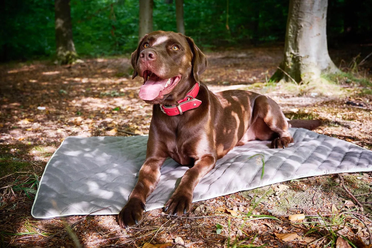 Elegante, komfortable Hundedecke aus Oxford-Gewebe, rutschfest und hypoallergen, ideal für mittelgroße Hunde.