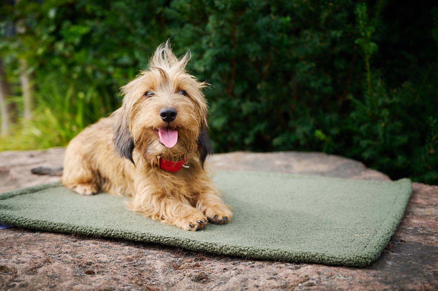 Verwöhnen Sie Ihren Hund mit der LABONI Decke Teddy Green M – ein stilvolles, warmes und pflegeleichtes Accessoire für entspannte Momente.