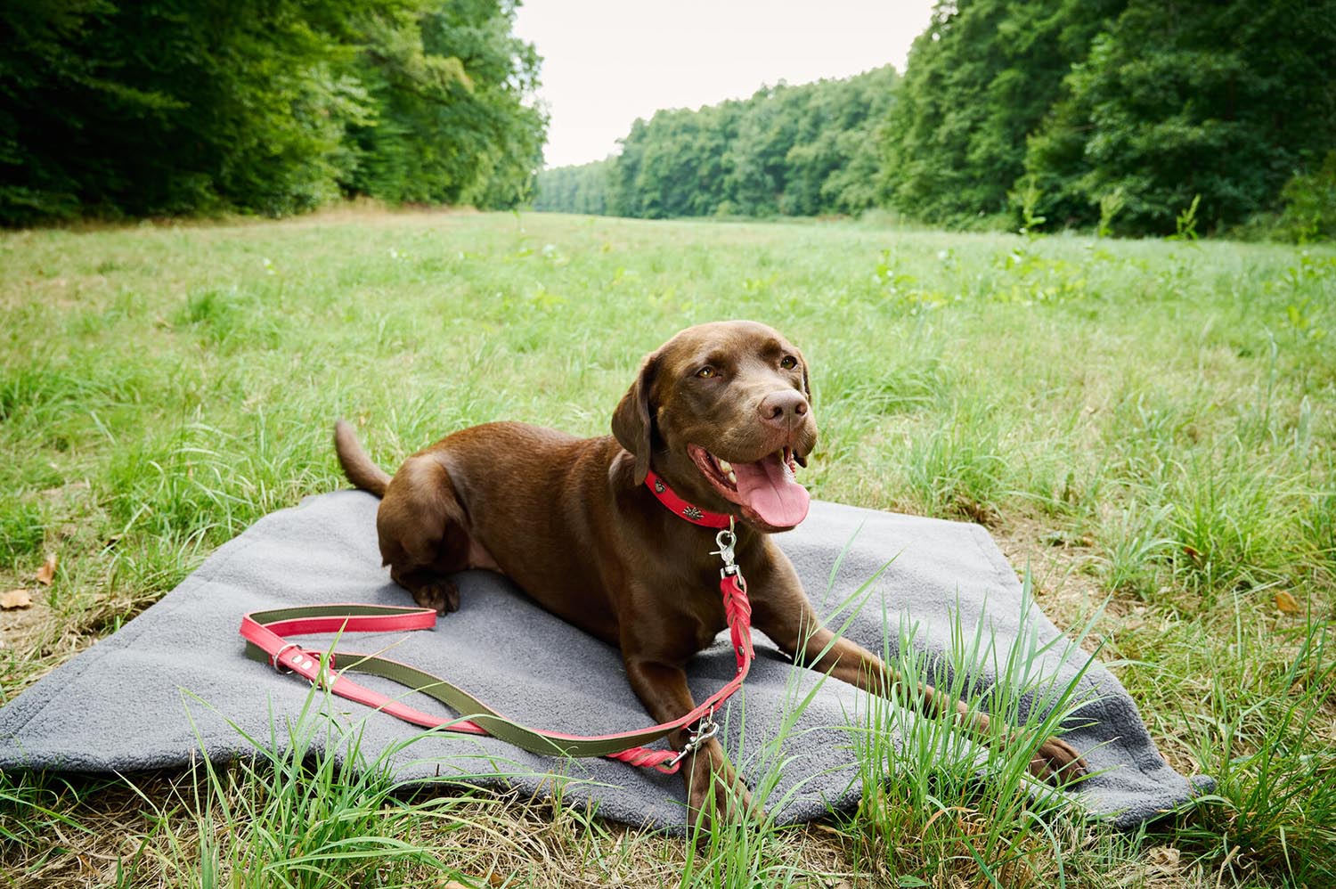 Verwöhnen Sie Ihren Hund mit der LABONI Decke Teddy Green L – ein luxuriöses, kuscheliges Accessoire für ultimativen Komfort und Entspannung.