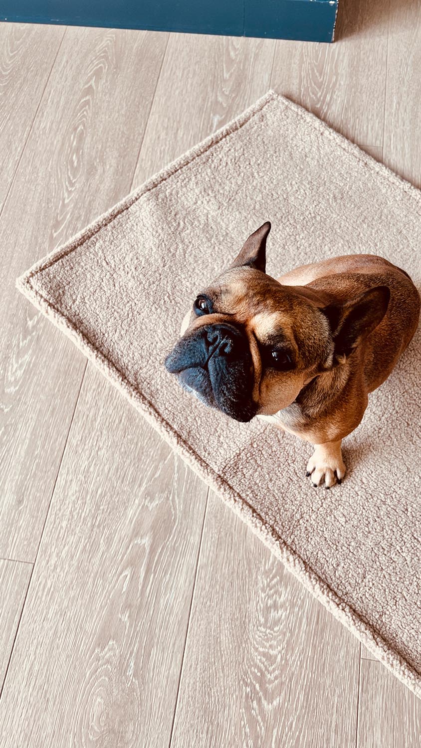 Gönnen Sie Ihrem Hund die LABONI Decke Teddy Green L – stilvoll, warm und perfekt für Zuhause oder unterwegs. Pflegeleicht und gemütlich!