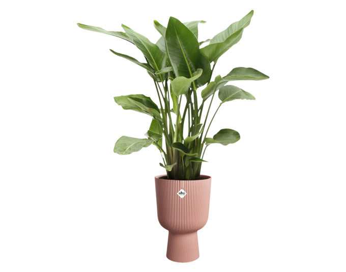 Das ELHO Vibes Fold Cup Pflanzengefäß in zartrosa (ø 30 cm) kombiniert stilvolles Design mit Funktionalität für Ihre Pflanzen.