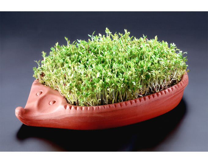 Kresse-Igel aus Terracotta, 24x14x4 cm, ideal für frische Kresse. Hochwertig, dekorativ und funktional von RÖMERTOPF.