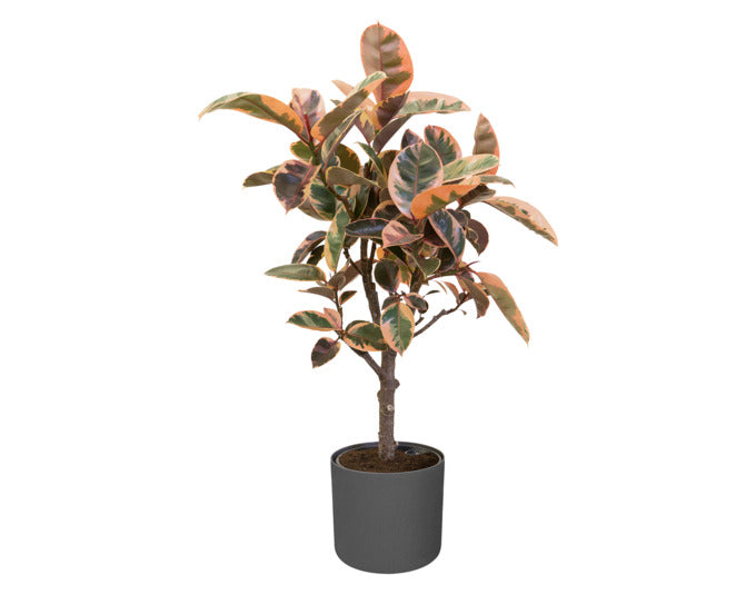 ELHO Übertopf b.for soft rund 35 cm anthrazit