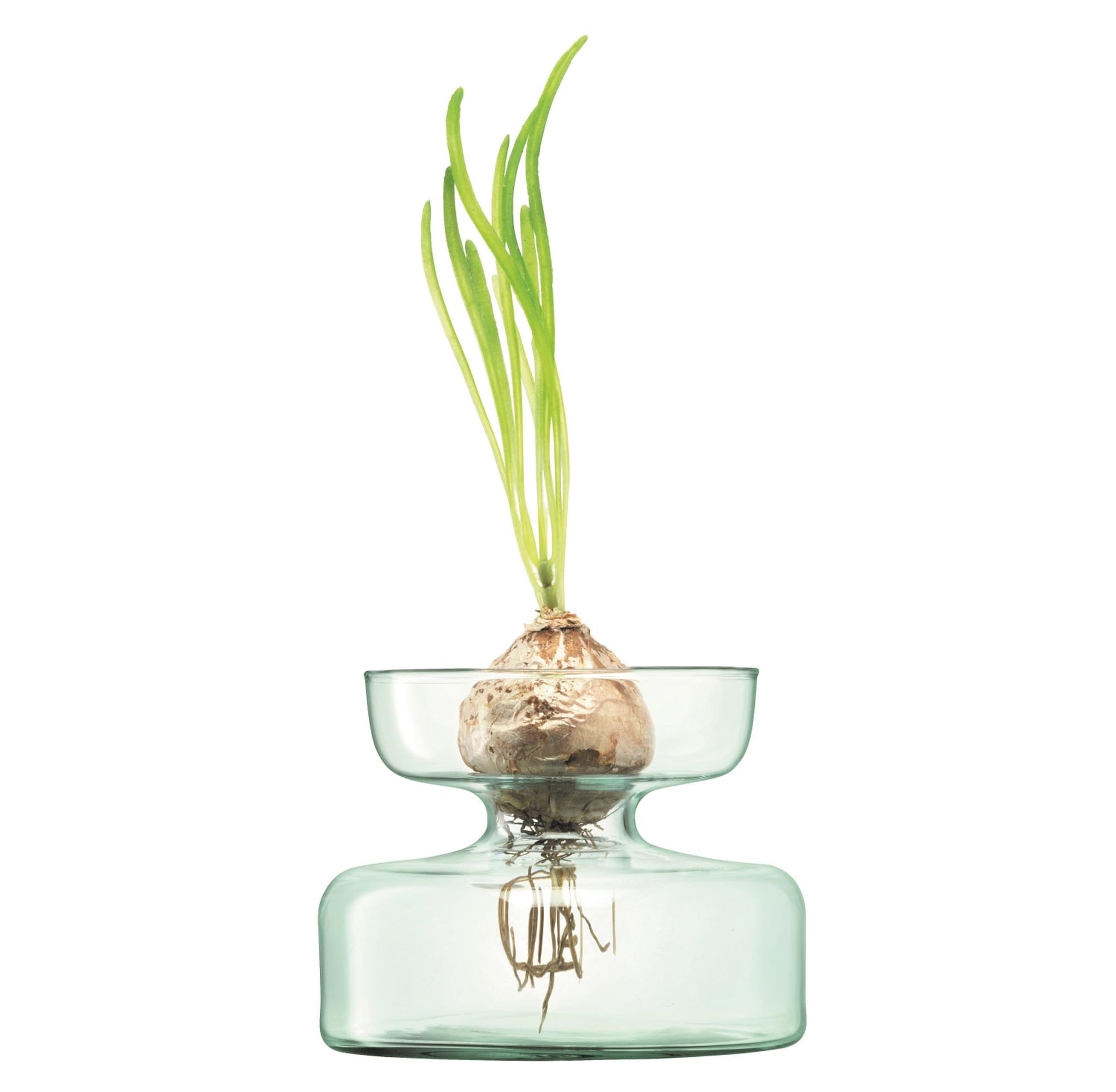 Canopy Vase onion planter H10cm - Recy. optics