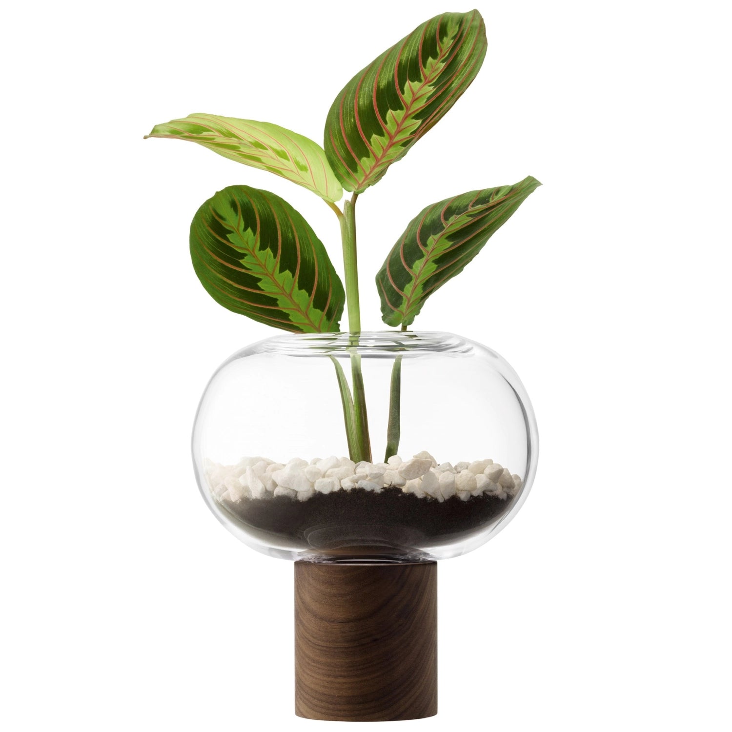 Stilvolle Oblate Vase aus transparentem Glas mit edlen Walnussdetails, Ø19.5cm, H21.5cm, perfekt für kreative Blumendekorationen.