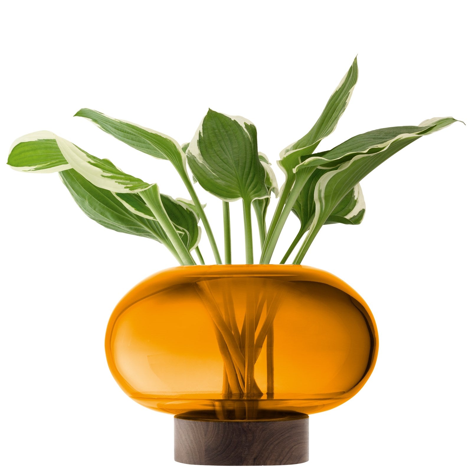 Oblate vase lantern Ø28cm, H19.5cm - amber walnut
