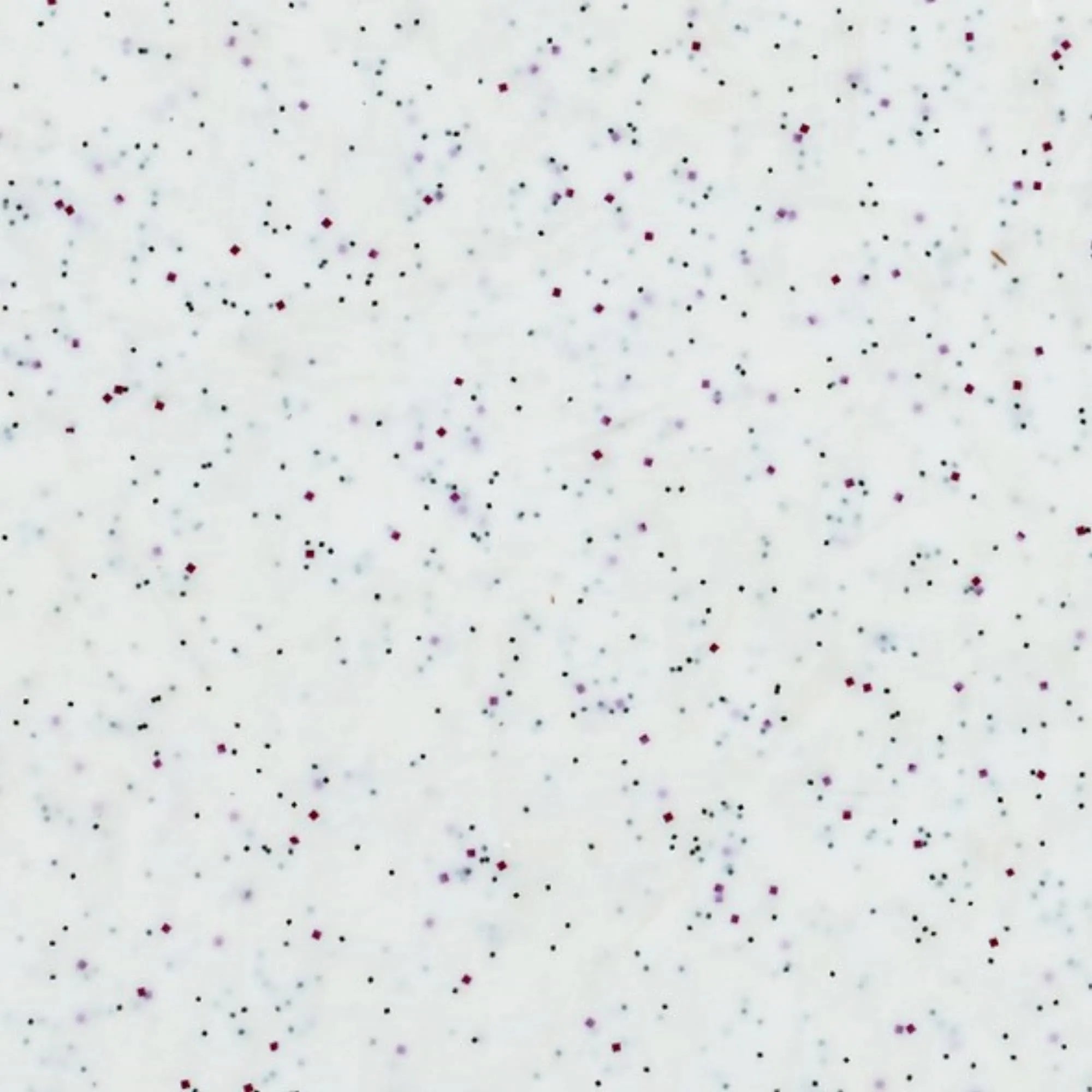 Robustes Tablett Rocca Weiß 46x36cm von Roltex für Profis.