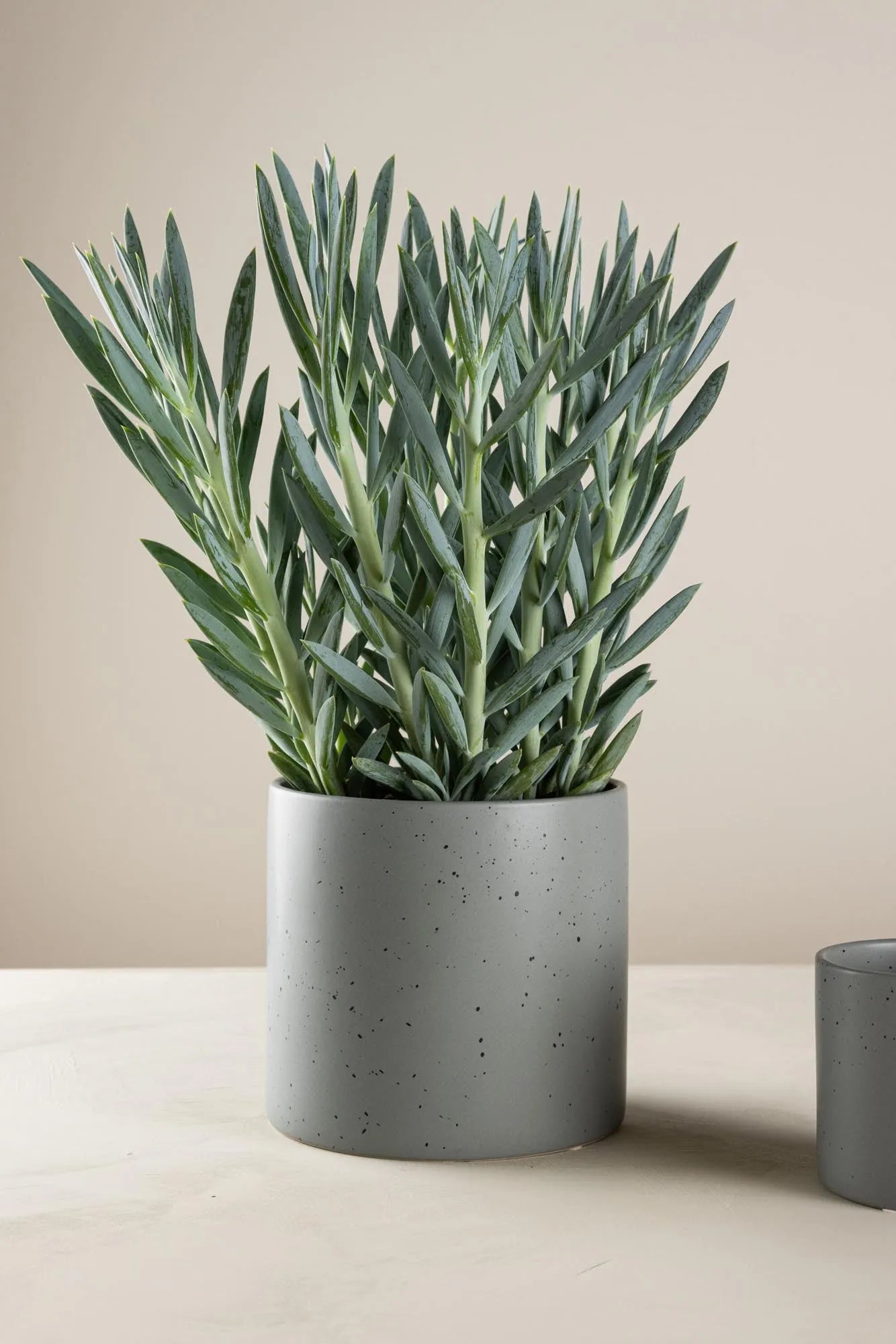 Elegante Sane Vase von Venture Home mit einzigartigem Punktmuster.