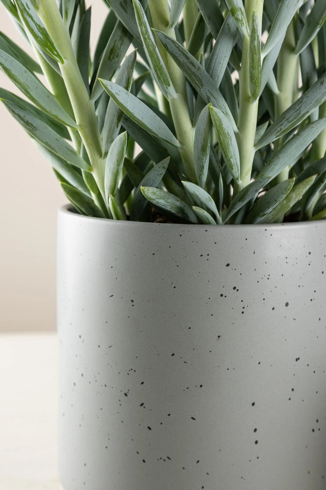 Sane Vase von Venture Home: Stilvolles Design mit kreativen Punkten.