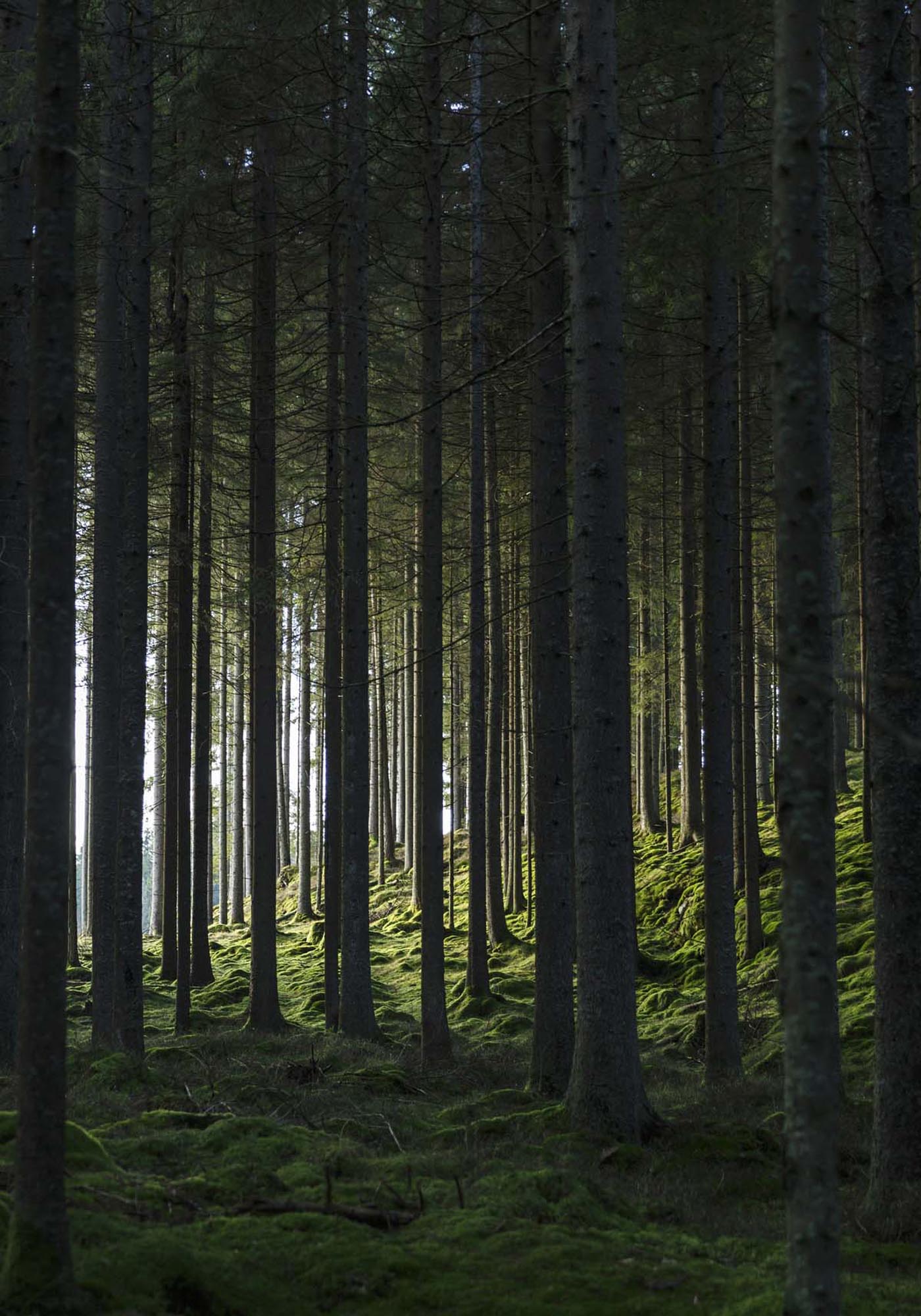 Erleben Sie Waldzauber daheim mit dem Woods Poster von Venture Home.