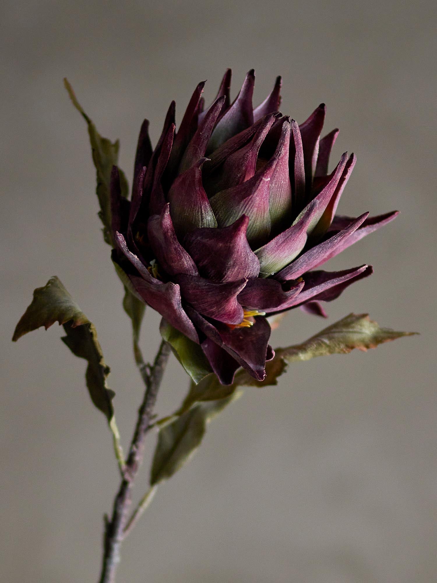 Eleganter violetter Protea-Stiel von Bloomingville, perfekt für dekorative Akzente und kunstvolle Arrangements in jedem Raum.