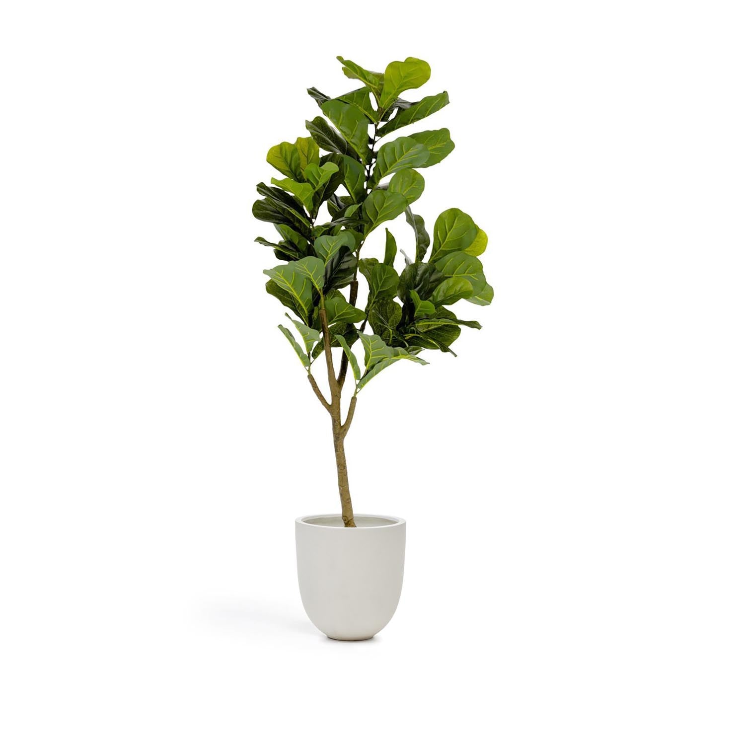 Ficus Kunstpflanze 150 cm in Grün, Schwarz präsentiert im Onlineshop von KAQTU Design AG. Kunstpflanze ist von Kave Home