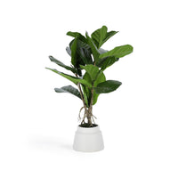 Lyrata Kunstpflanze 60 cm