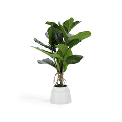 Lyrata Kunstpflanze 60 cm