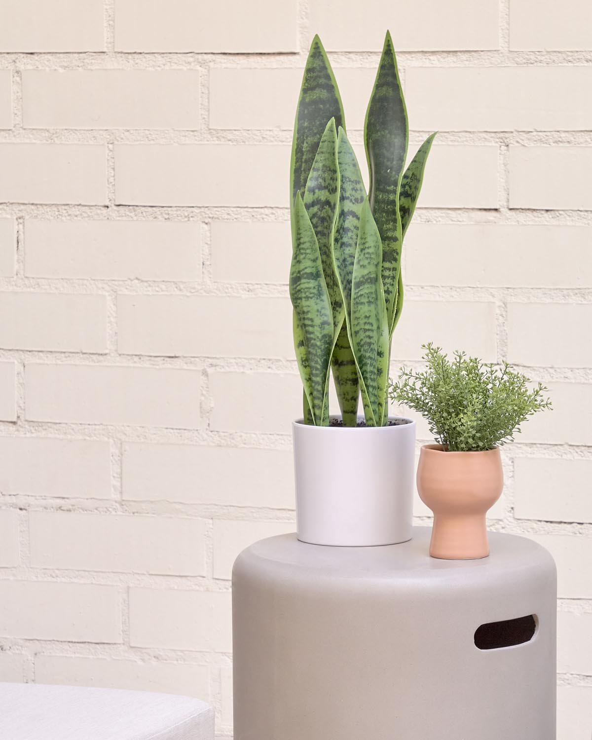 Elegante Sansevieria Kunstpflanze 55 cm im stilvollen weißen Topf.