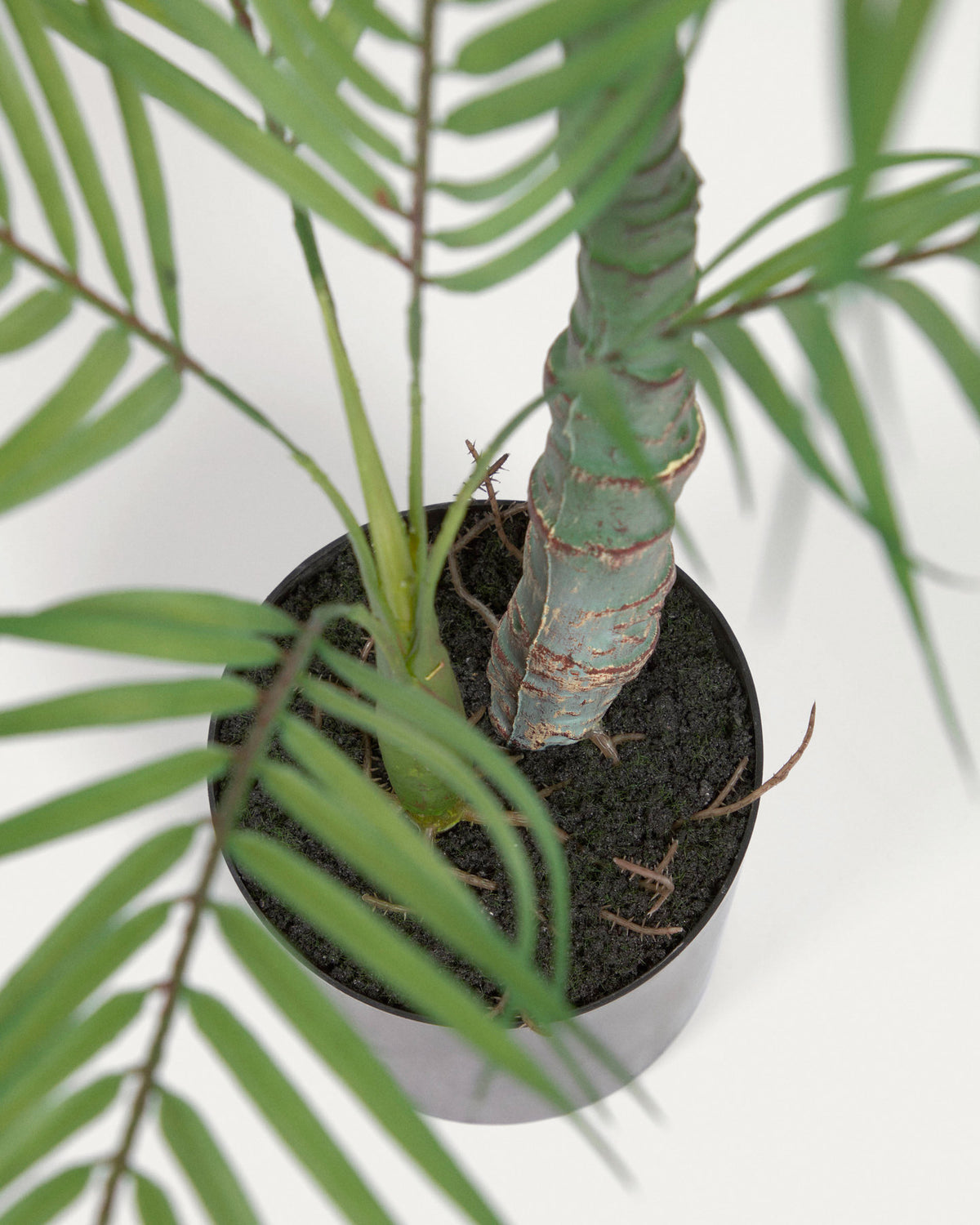 Palmera Kunstpflanze mit Topf schwarz 70 cm in Schwarz präsentiert im Onlineshop von KAQTU Design AG. Kunstpflanze ist von Kave Home