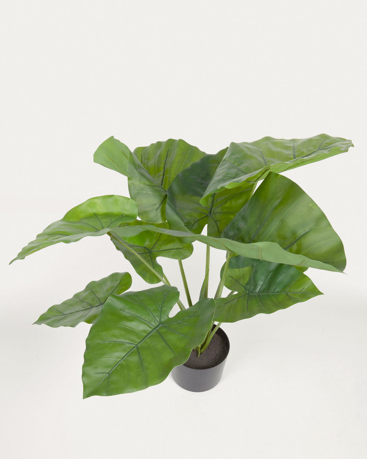Alocasia Odora Kunstpflanze mit Topf schwarz 57 cm in Schwarz präsentiert im Onlineshop von KAQTU Design AG. Kunstpflanze ist von Kave Home