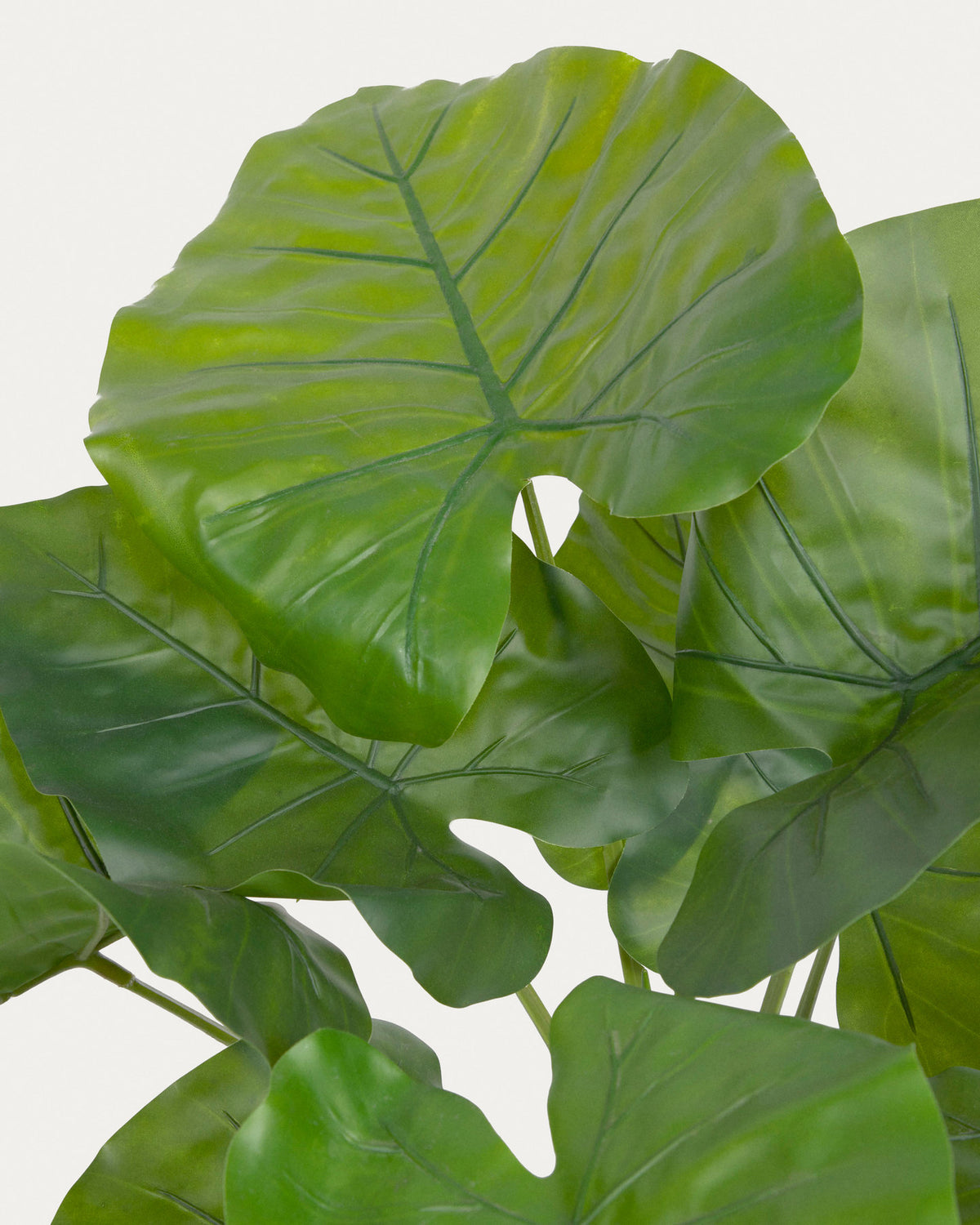 Alocasia Odora Kunstpflanze mit Topf schwarz 57 cm in Schwarz präsentiert im Onlineshop von KAQTU Design AG. Kunstpflanze ist von Kave Home