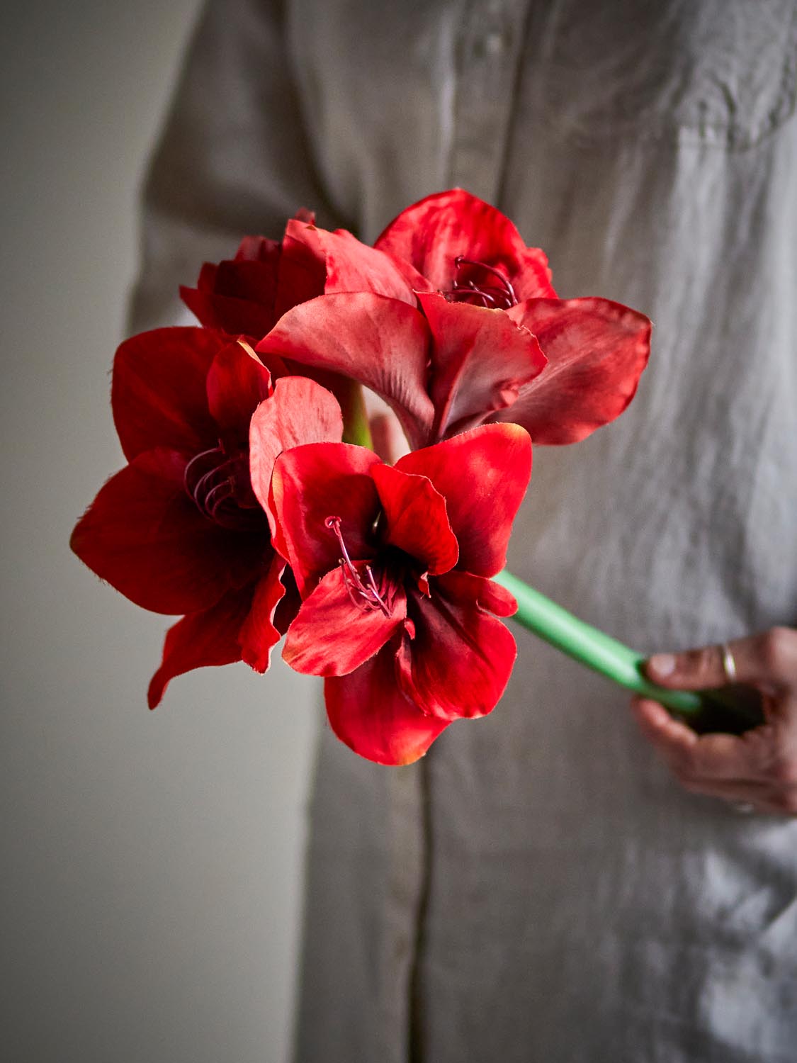 Amaryllis Stiel, Rot, Künstliche Blumen in Red präsentiert im Onlineshop von KAQTU Design AG. Kunstpflanze ist von Bloomingville