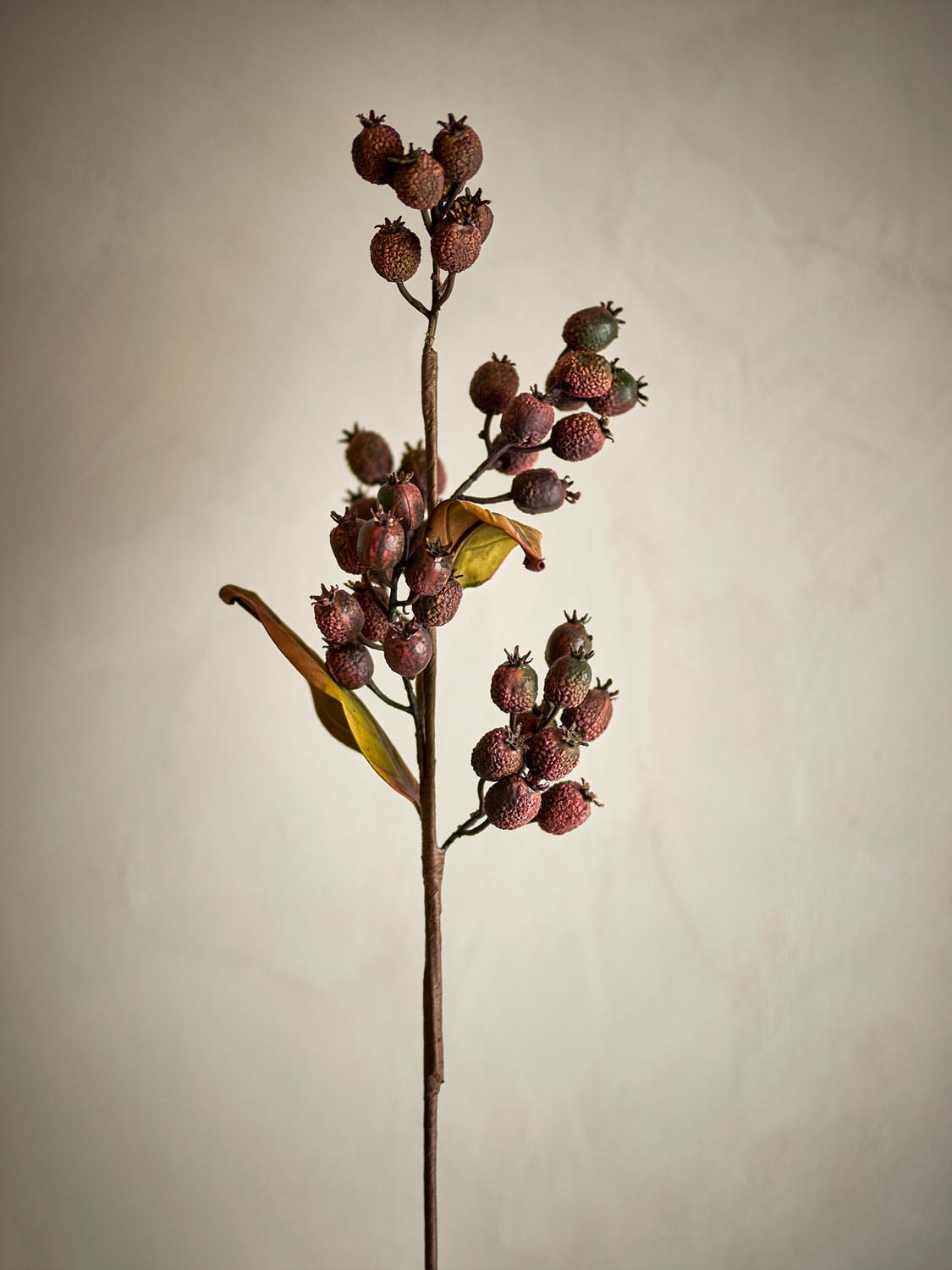 Berry Zweig, Braun, Künstliche Blumen in Brown präsentiert im Onlineshop von KAQTU Design AG. Kunstpflanze ist von Bloomingville