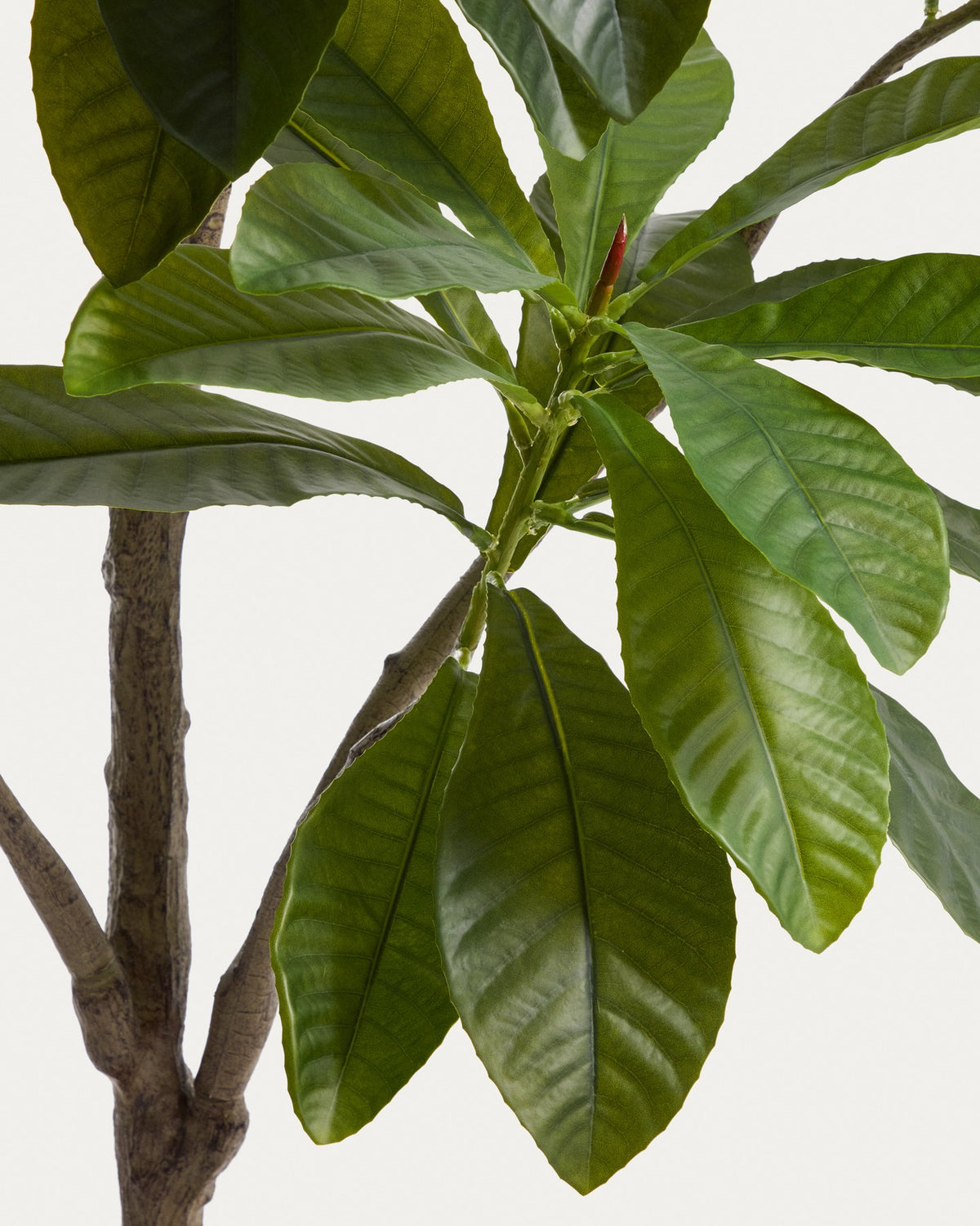 Künstliche Frangipani Pflanze in Grün mit weissem Blumentopf, Höhe 240 cm, Blätter aus Polyethylen und Polyurethan, geschwungene Form.