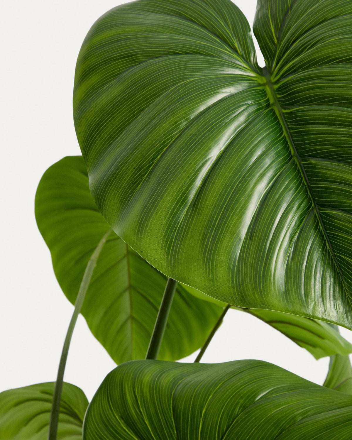 Künstliche Monstera-Pflanze mit langen, geschwungenen grünen Blättern aus Polyethylen in schwarzem Blumentopf, Höhe 185 cm.