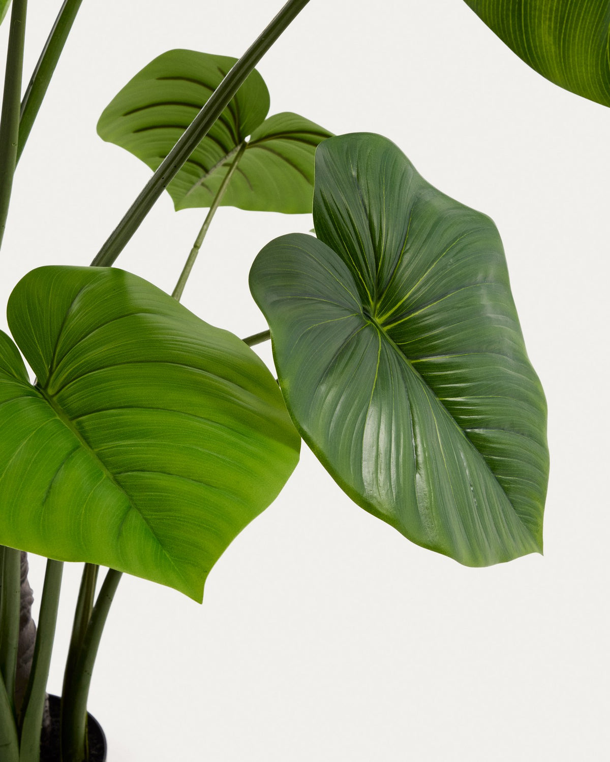 Künstliche Monstera-Pflanze mit langen, geschwungenen grünen Blättern aus Polyethylen in schwarzem Blumentopf, Höhe 185 cm.