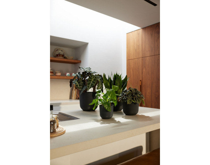 ELHO Pflanzengefäss Jazz rund ø 26 cm living schwarz in Living schwarz, Schwarz, 433 präsentiert im Onlineshop von KAQTU Design AG. Übertopf ist von ELHO