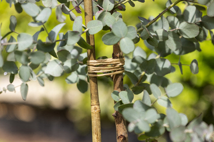 WINDHAGER Papierschnur GreenLine ÖKO 50 m in Natur, Braun präsentiert im Onlineshop von KAQTU Design AG. Pflanzenstäbe und Schnüre ist von WINDHAGER