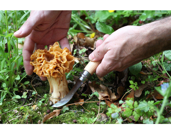 OPINEL Pilzmesser Nr. 8 Eichenholzgriff mit Etui in Holzbox 8 cm in Silber, Natur, Braun präsentiert im Onlineshop von KAQTU Design AG. Küchenmesser ist von OPINEL